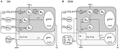 Modeling Plankton Mixotrophy: A Mechanistic Model Consistent with the Shuter-Type Biochemical Approach